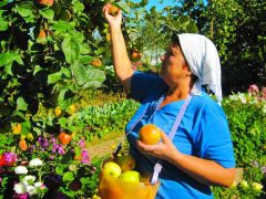 Созрели вишни в саду у дяди Вани или битва за урожай