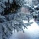Свердловчанам разрешили рубить елки к Новому году с 16 декабря