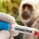Первый случай заражения оспой обезьян подтвержден в России