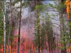 Восемь лесных пожаров ликвидировано за сутки в Свердловской области