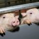 В дыму погибли 652 свиньи: последствия пожара на свинокомплексе «Уральский»