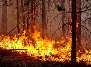 В Свердловской области локализованы два крупных лесных пожара