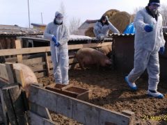 Пострадавшим уральцам выплатят компенсацию по африканской чуме свиней до конца этого года