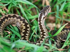В Свердловской области зарегистрировали 27 пострадавших от укусов змей