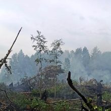 Начались лесные пожары