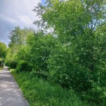 КЛЕН ТЫ НАШ ЗЛОСЧАСТНЫЙ…