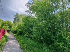 КЛЕН ТЫ НАШ ЗЛОСЧАСТНЫЙ…