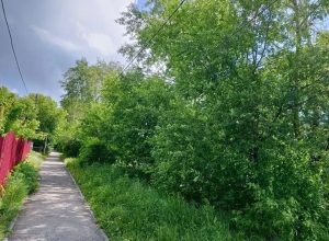 КЛЕН ТЫ НАШ ЗЛОСЧАСТНЫЙ…