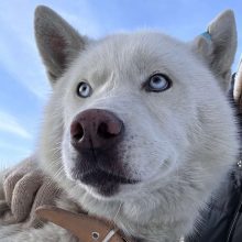 Брошенный не значит ненужный