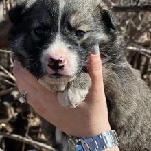 <strong>ЦЕПОЧКА ДОБРА: 15 СПАСЁННЫХ ЩЕНЯТ!</strong>