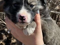 <strong>ЦЕПОЧКА ДОБРА: 15 СПАСЁННЫХ ЩЕНЯТ!</strong>