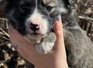 <strong>ЦЕПОЧКА ДОБРА: 15 СПАСЁННЫХ ЩЕНЯТ!</strong>