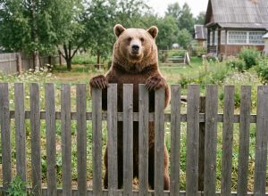 КРУПНЫЙ НЕЖДАНЧИК!
