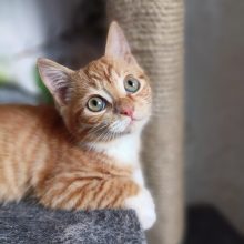 50 спасенных жизней в год. Это много или мало?..