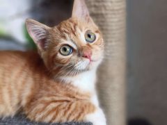 50 спасенных жизней в год. Это много или мало?..